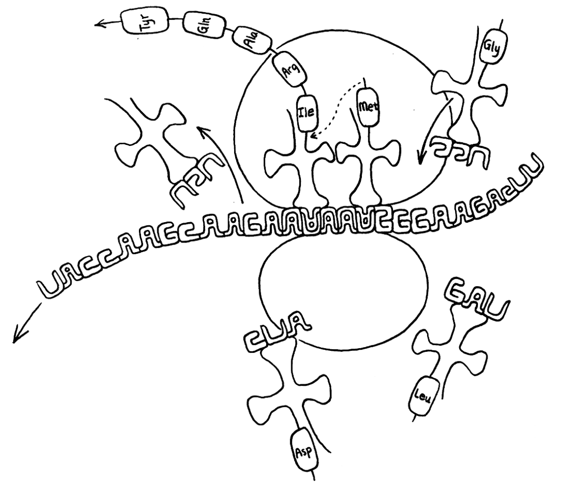 一段 mRNA 通过核糖体。漂浮在附近的是些 tRNA 分子，它们带有能被核糖体抓来并加进正在生成的蛋白质中的氨基酸。 遗传密码作为一个整体包含在 tRNA 分子内。要注意，基对(A-U，C-G)在图中由卡在一起的字型表示。
