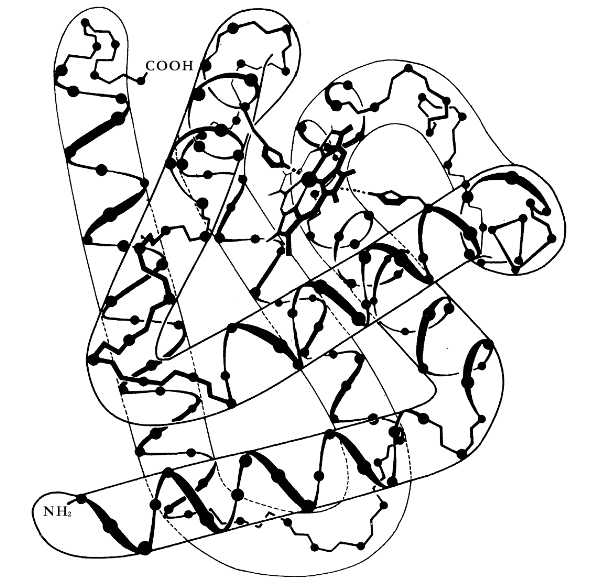 从一些高分辨率的X光资料推断出的肌红蛋白的结构。大尺寸的“扭曲管道”形状是三级结构，内部的细螺旋——“阿尔法 螺旋”——是二级结构。