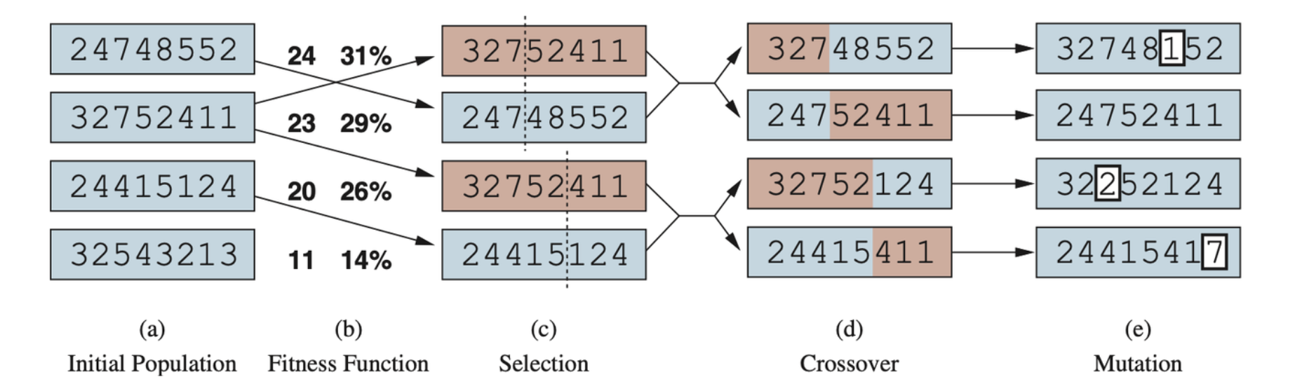 A genetic algorithm, illustrated for digit strings representing 8-queens states. The initial population in (a) is ranked by a fitness function in (b) resulting in pairs for mating in (c). They produce offspring in (d), which are subject to mutation in (e).